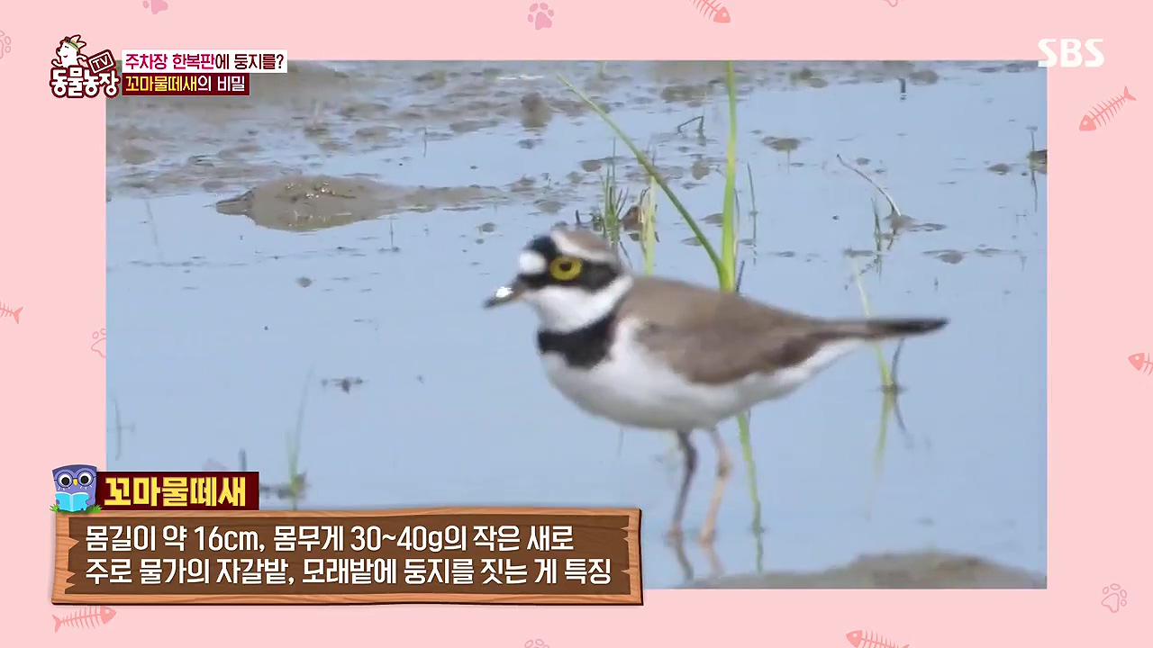 TV 동물농장.E1176.240617p-NEXT.mp4_20240616_170215.240.jpg