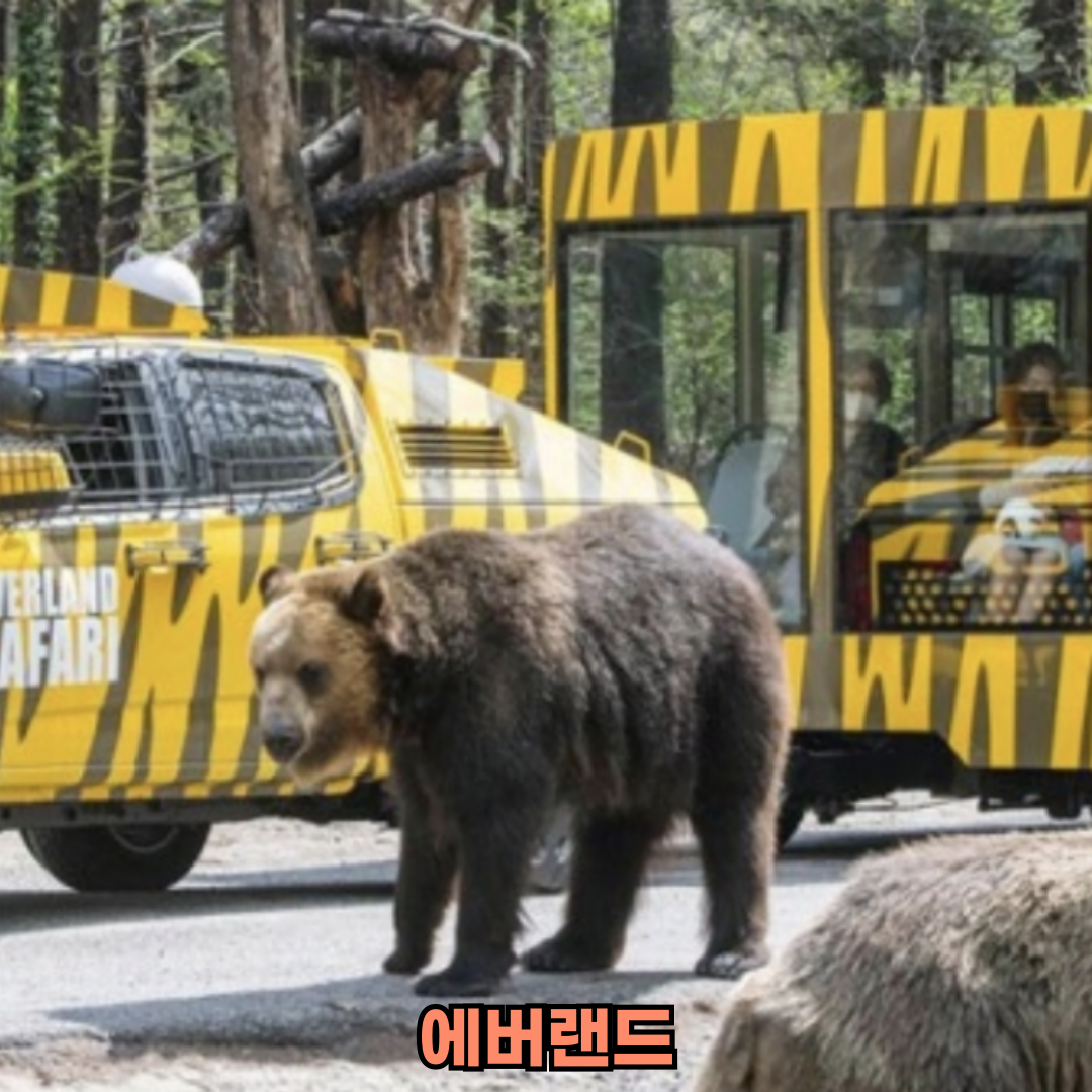 에버랜드 사파리 예약 방법과 튤립 축제 정보