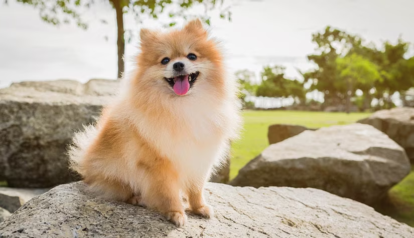 포메라니안 (Pomeranian)