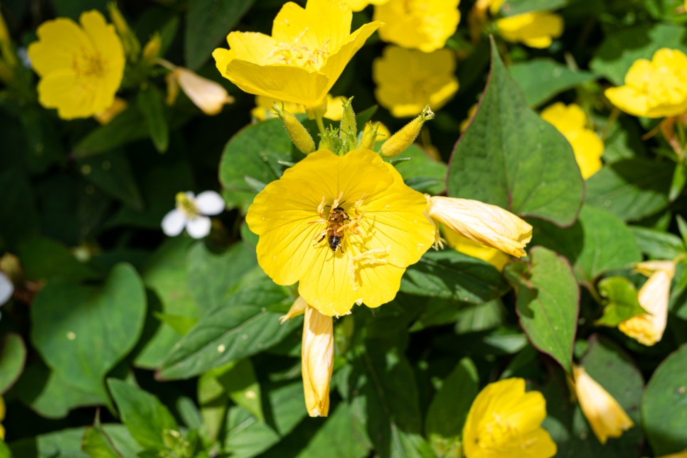 꽃사진 여름의 시골 7