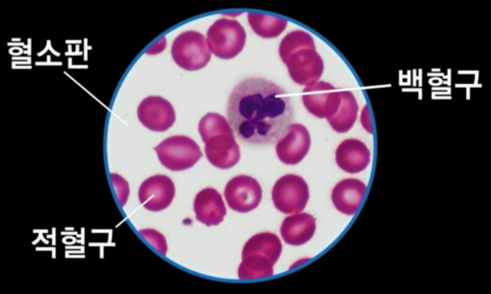 혈구 관찰실험
