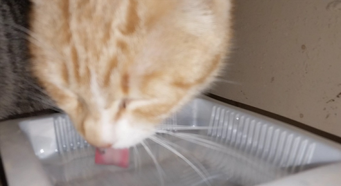 Feline Activities 20