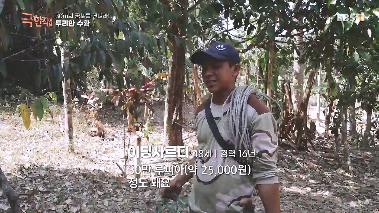 TV - 전 국민의 평생학교 EBS30m의 공포를 견뎌라! 인도네시아 열대과일 수확.mp4_20240103_200545.095.jpg