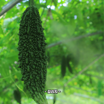 여주 효능