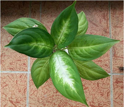 마리안느 이미지