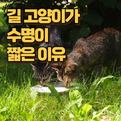 길고양이 2마리가 길에서 음식을 먹고 있는 사진