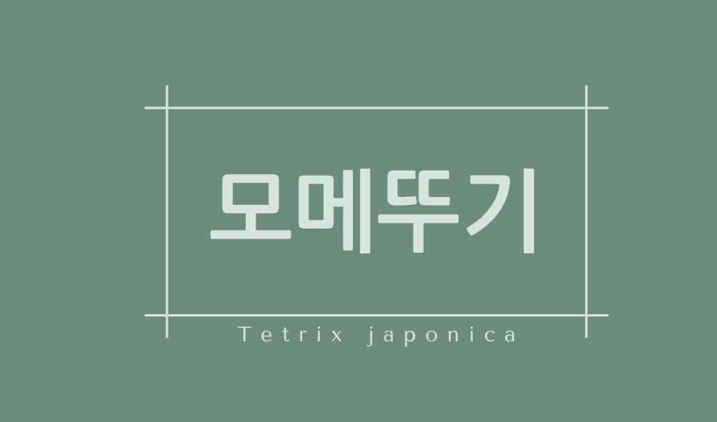 모메뚜기(Tetrix japonica)