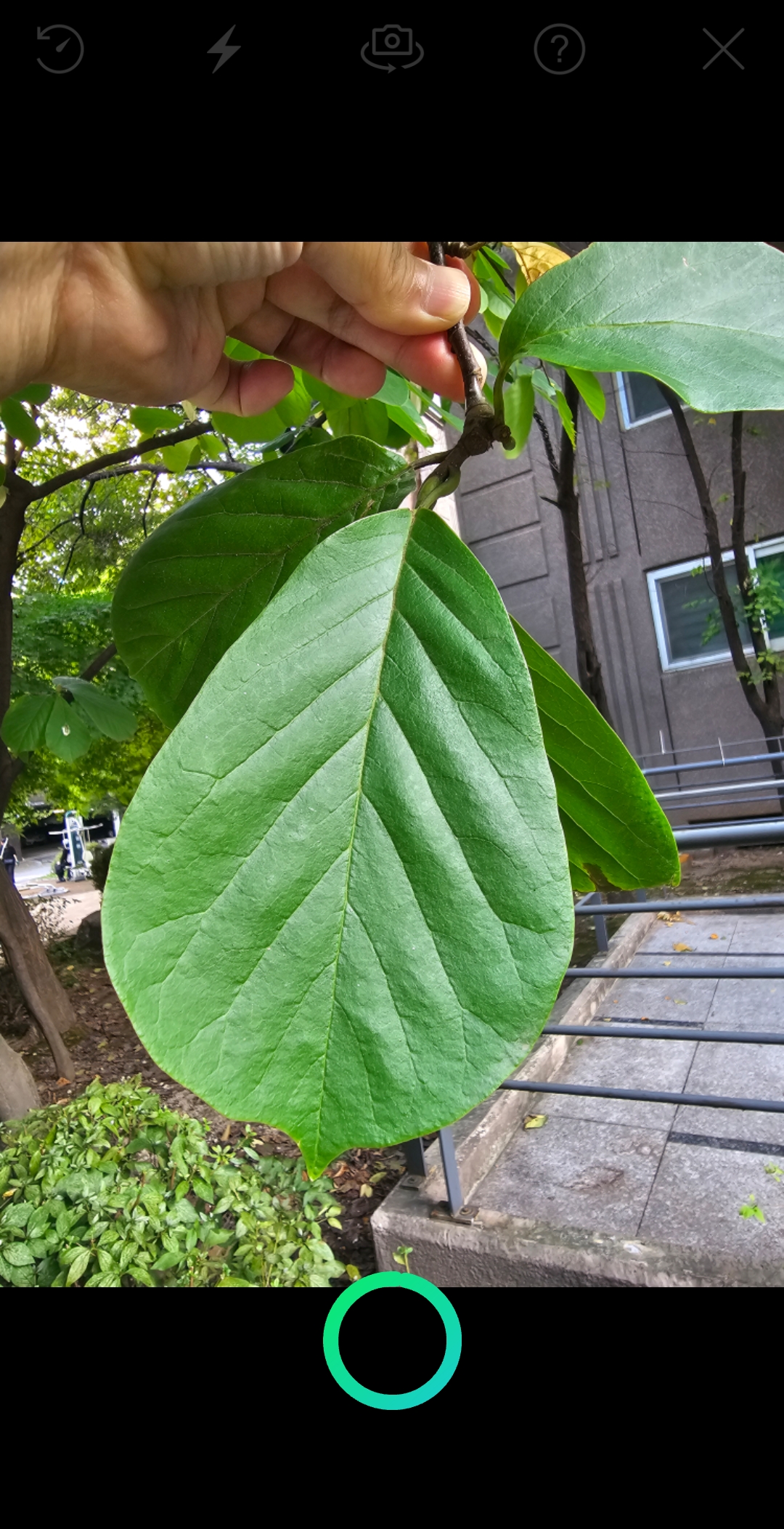 네이버 앱 나뭇잎 이름 검색중