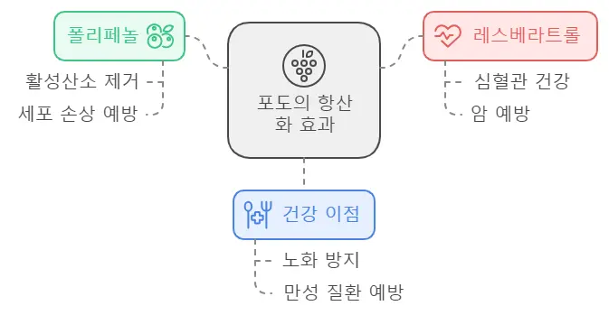 포도의 항산화 효능