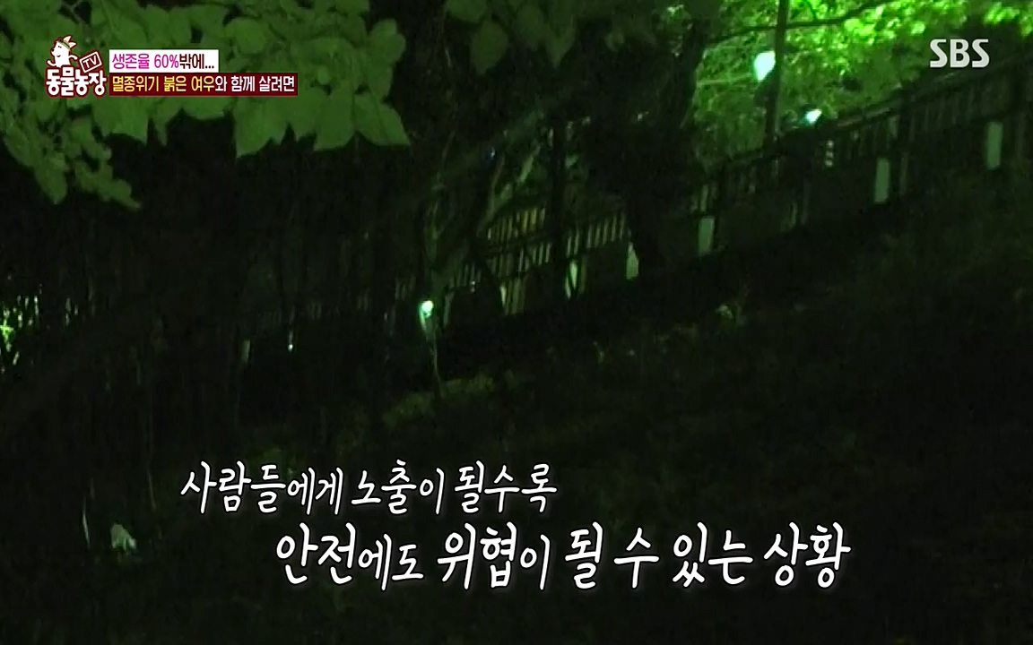 TV 동물농장.E1079.220725p-NEXT.mp4_20220724_151957.617.jpg