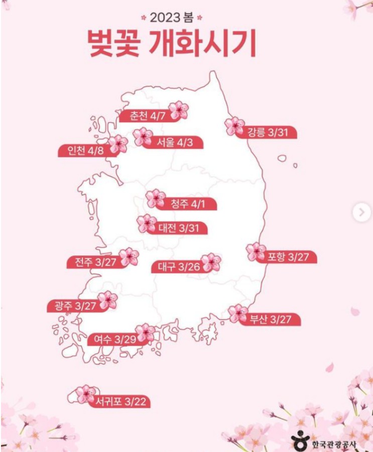 제주 벚꽃 명소