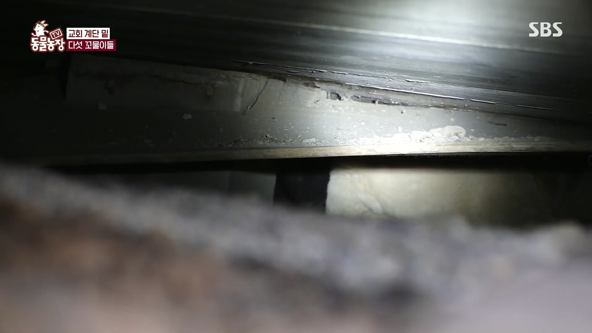 TV 동물농장.E1100.221218p.H264-F1RST.mp4_20221218_183435.833.jpg