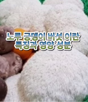 노루-궁뎅이-버섯-이란-영양-성분