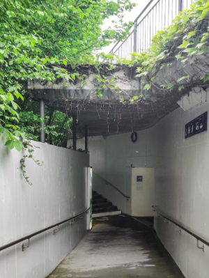 실내 제습식물
