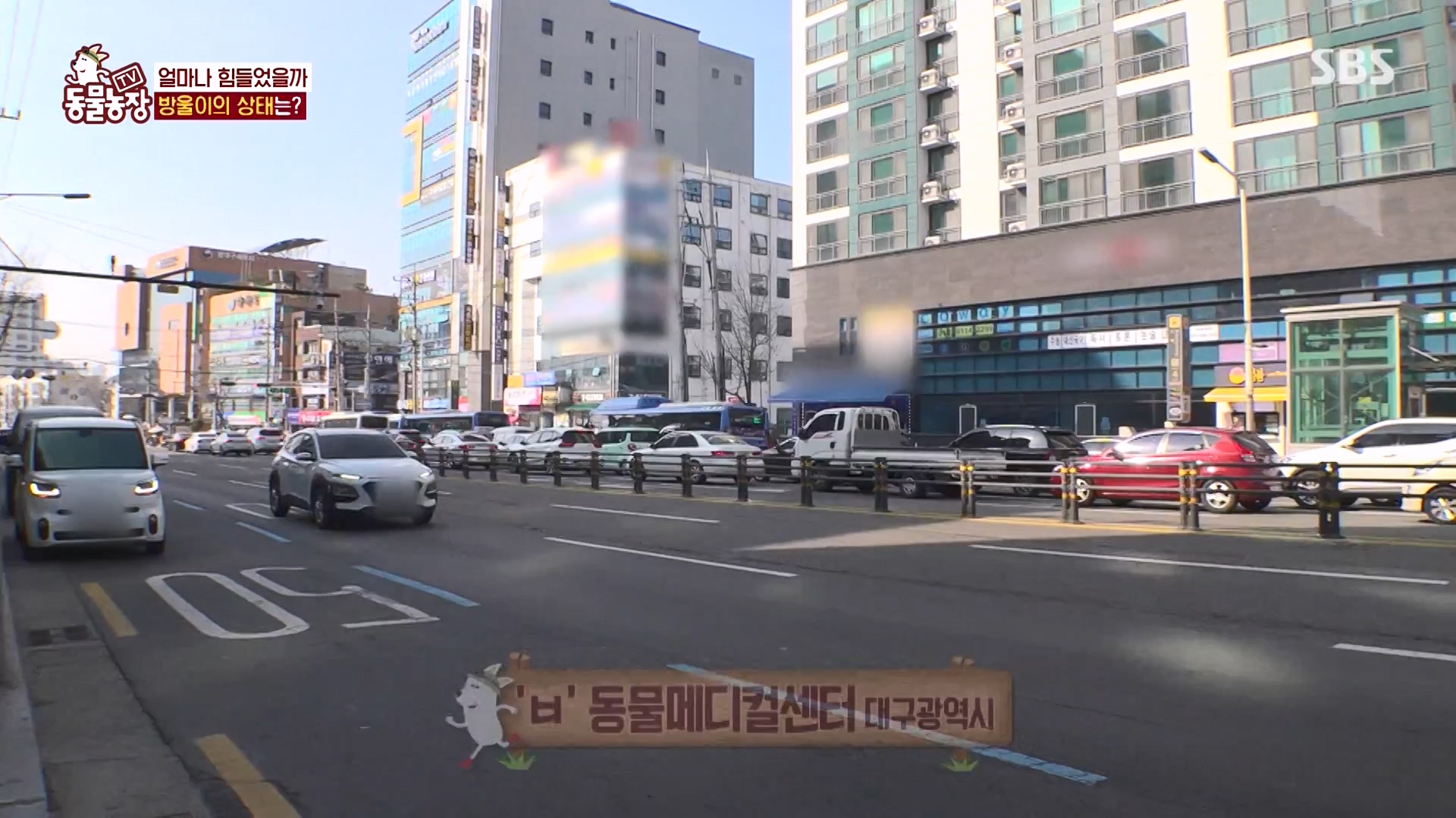 TV 동물농장.E1162.240310p-NEXT.mp4_20240310_162848.590.jpg