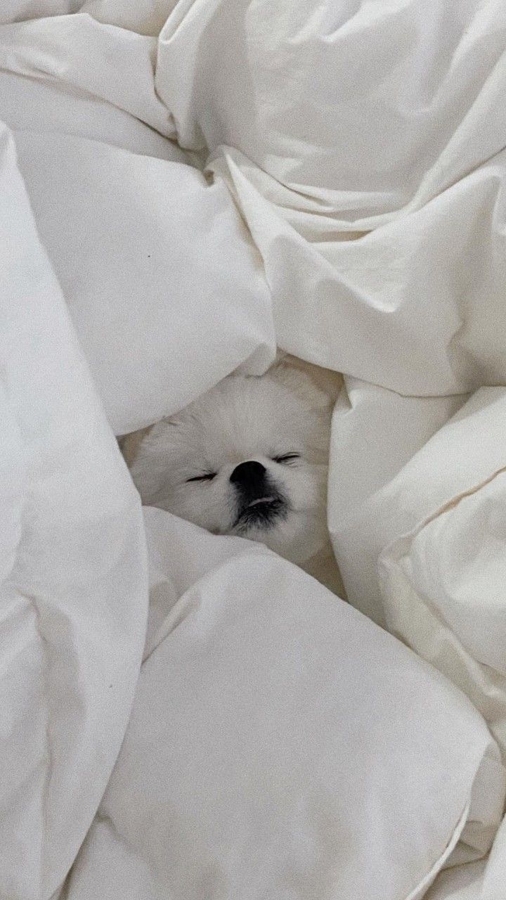 강아지가-침대에-파묻힌-모습