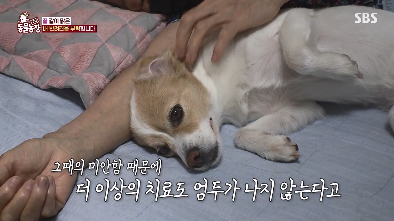 TV 동물농장.E1174.240603p-NEXT.mp4_20240602_155741.034.jpg