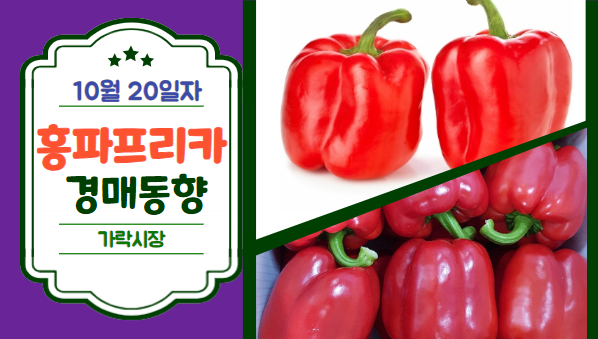  [경매사 일일보고] 10월 20일자 가락시장 홍파프리카 경매동향을 살펴보겠습니다!
