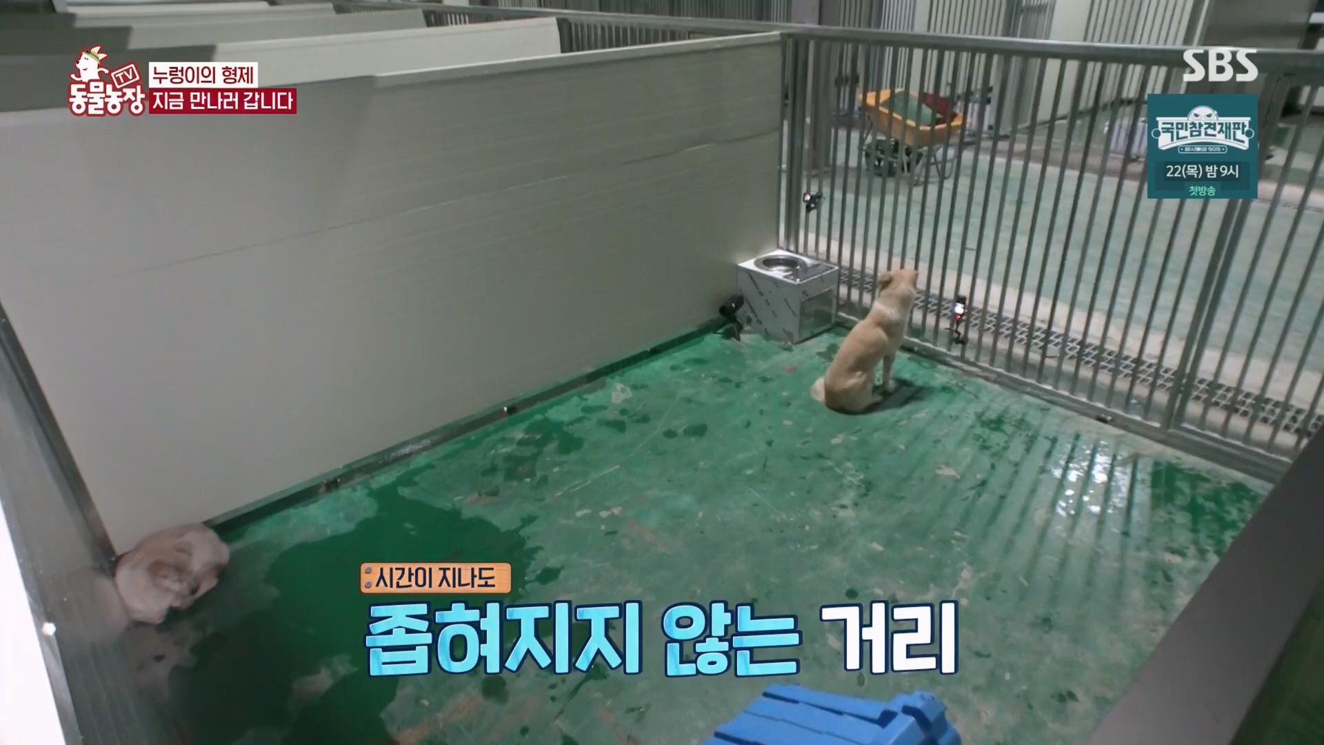 TV 동물농장.E1158.240211p.H264-F1RST.mp4_20240211_194051.830.jpg