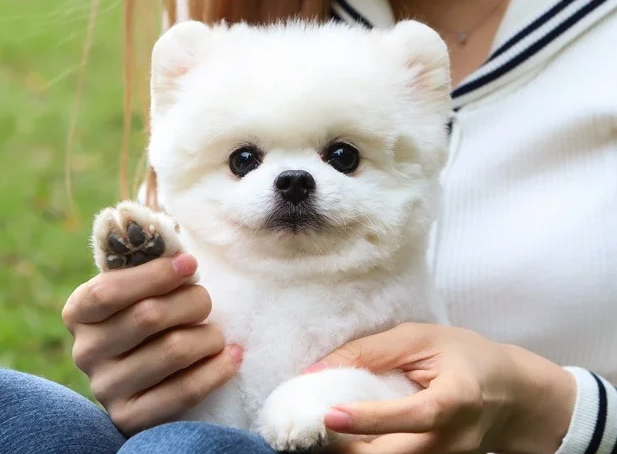 보양식은 강아지의 체력 증진과 면역력 강화