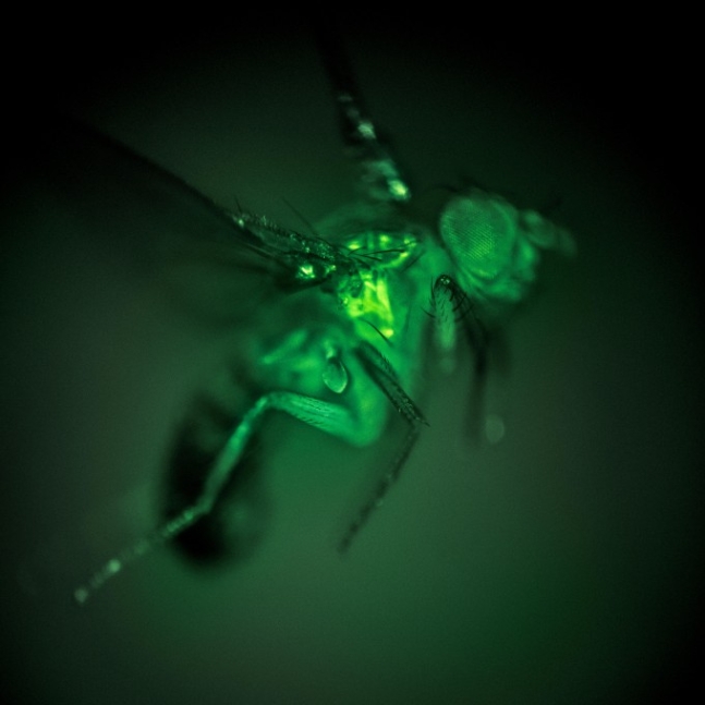 비행의 비밀을 파헤치다: 곤충의 날개와 로봇 파리의 탄생