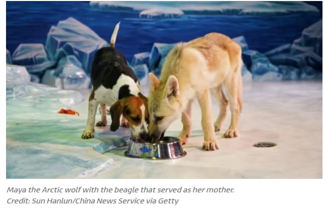 세계 최초 복제 북극늑대 탄생 VIDEO: &#39;World’s first’ cloned Arctic wolf bred in a Chinese lab