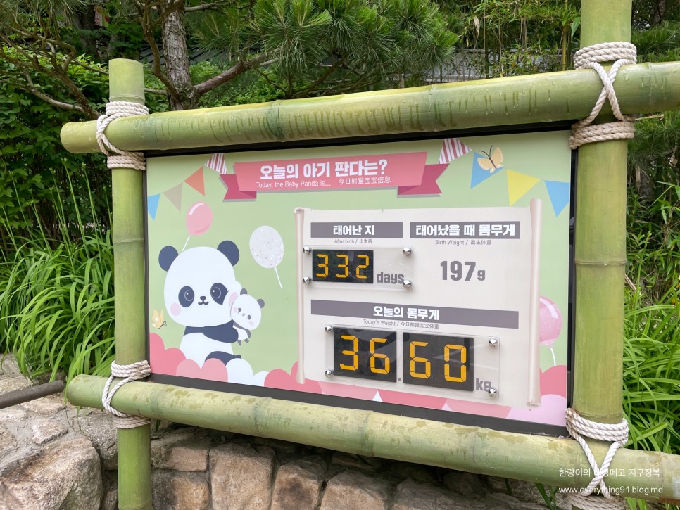 할인 레니 찬스로 판다 월드 에버랜드 자유이용권 28