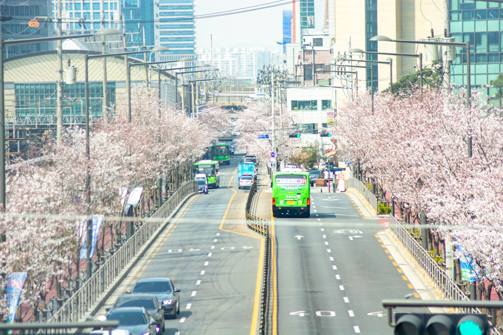 2023년 3월 29일 최근 안양천 벚꽃길 근황