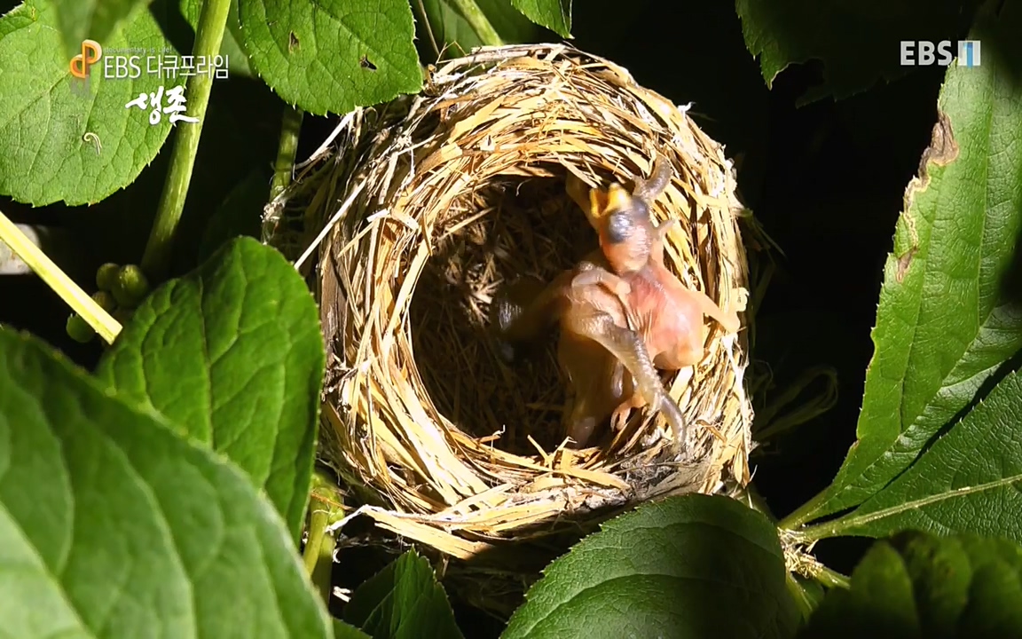 생존 3부_ EBS 다큐프라임_ 220629.avi_20220701_204706.666.jpg