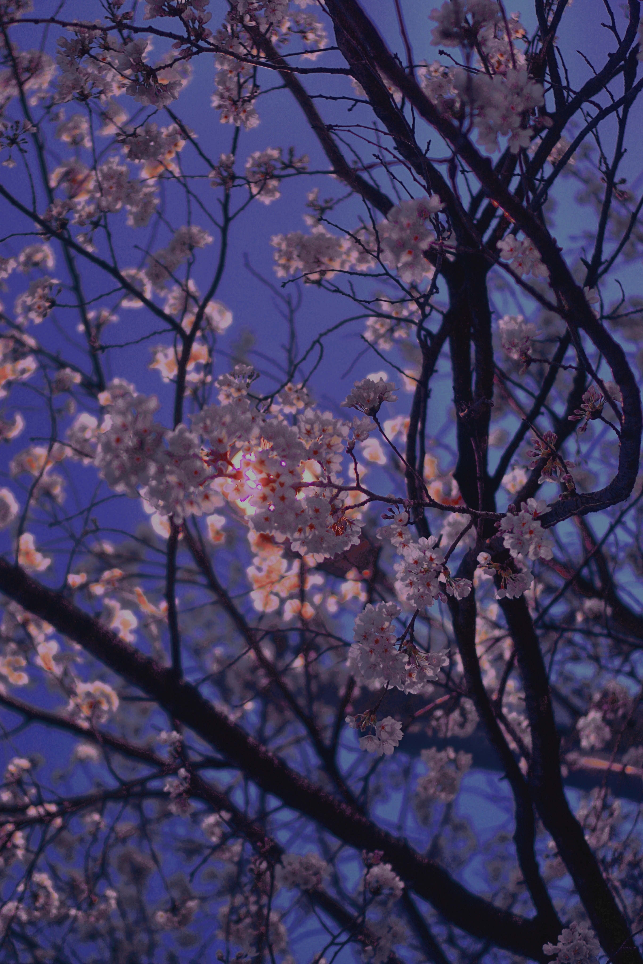 밤 벚꽃 구경