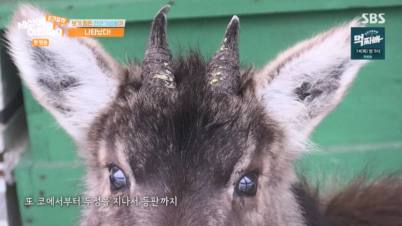 순간포착 세상에 이런일이.E1268.240310p-NEXT.mp4_20240310_132536.147.jpg