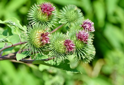 2월 제철 식재료 우엉 효능