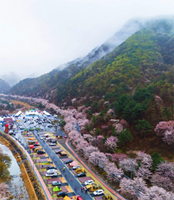 벚꽃 축제 유명한 곳 일정