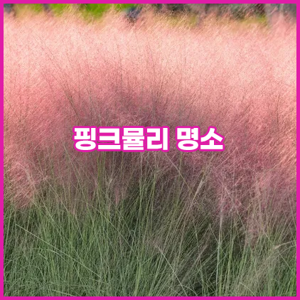 핑크뮬리