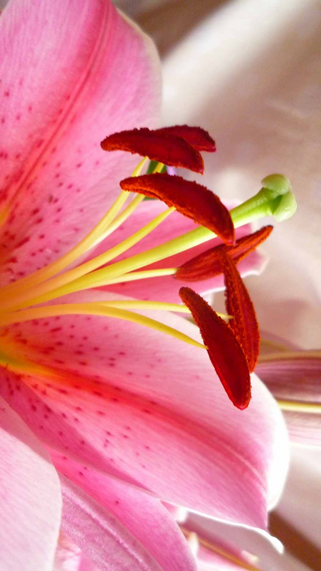 Lily Flower iPhone Wallpaper