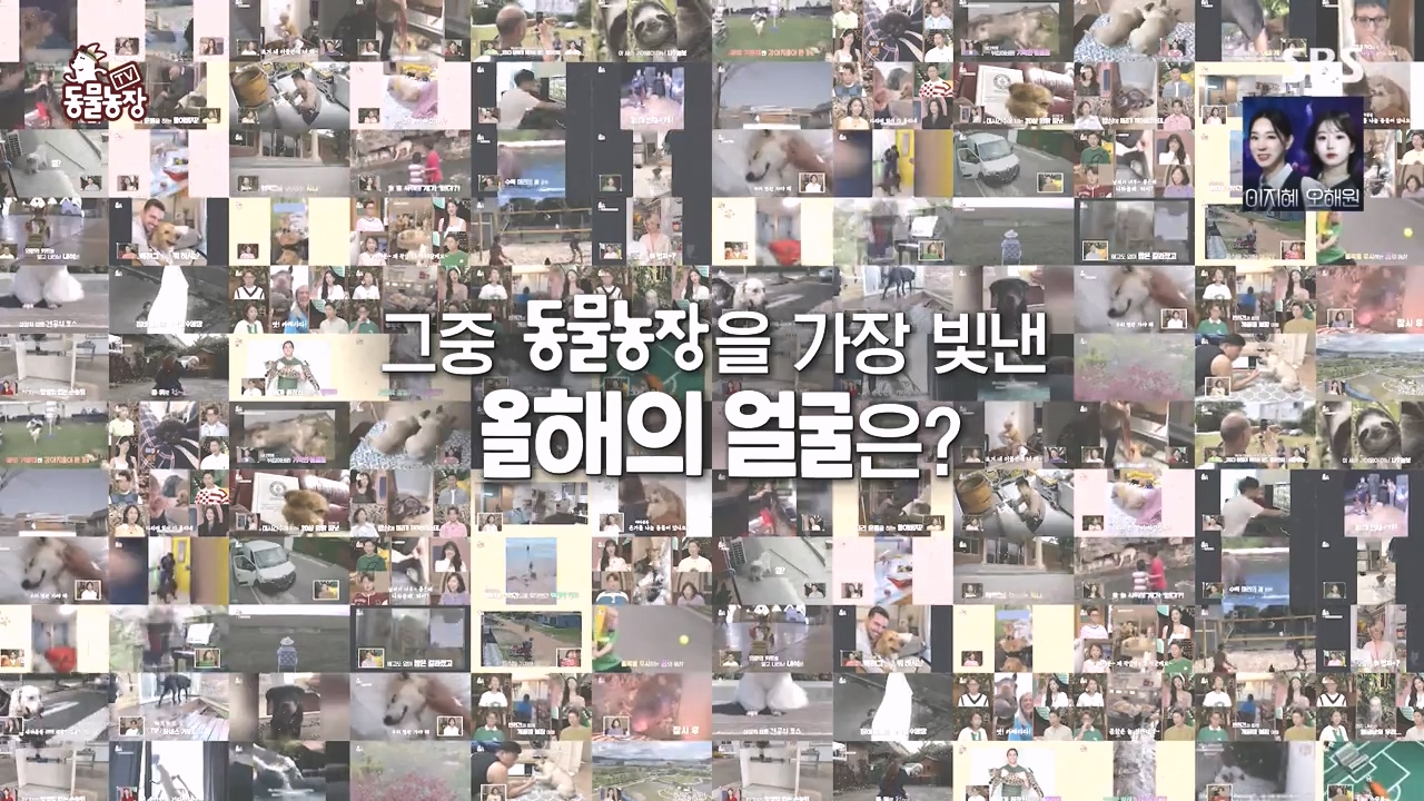 TV 동물농장.E1152.231232p-NEXT.mp4_20231231_172002.105.jpg