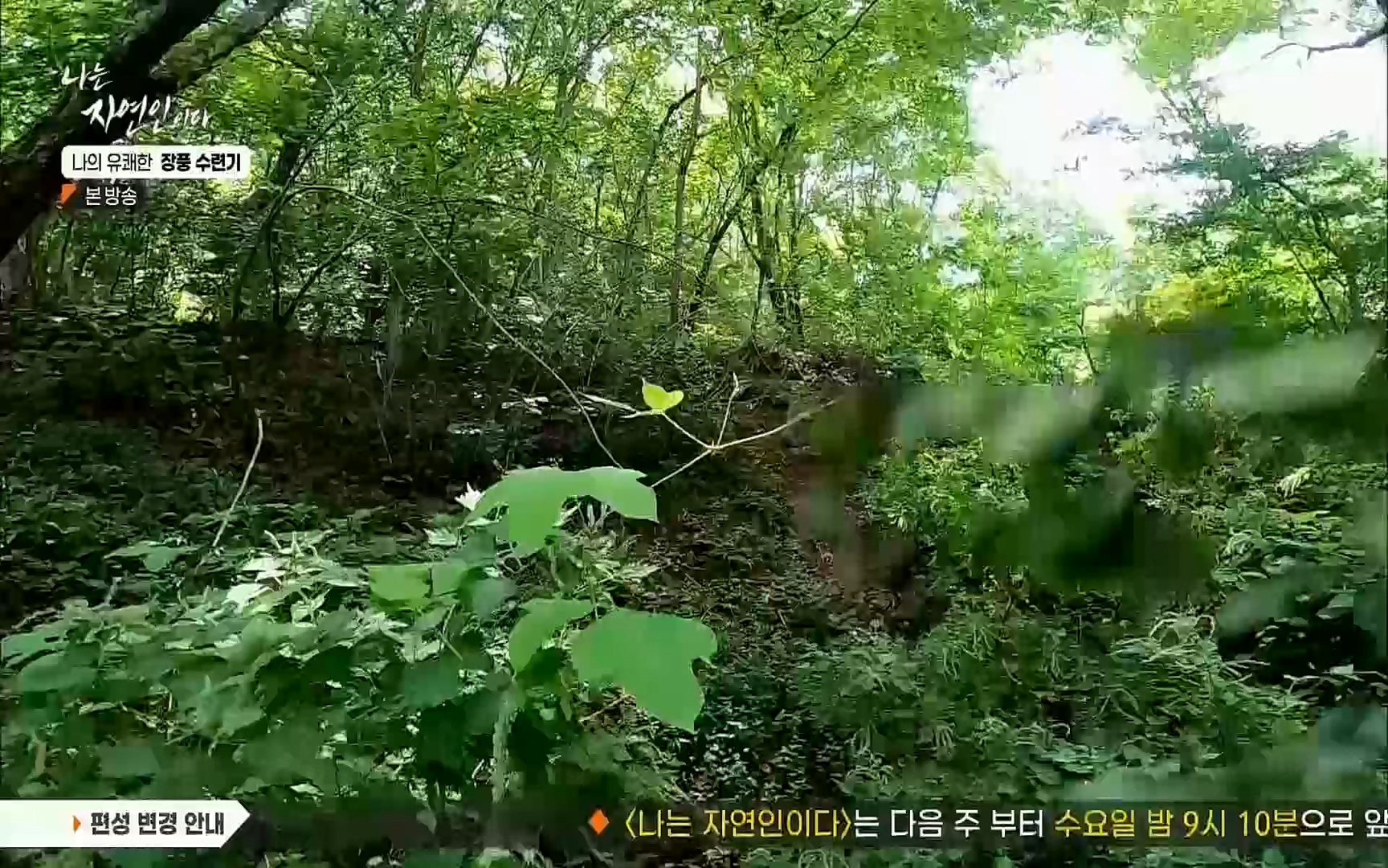 나는 자연인이다.E517.220831p.H264-F1RST.mp4_20220901_200946.917.jpg