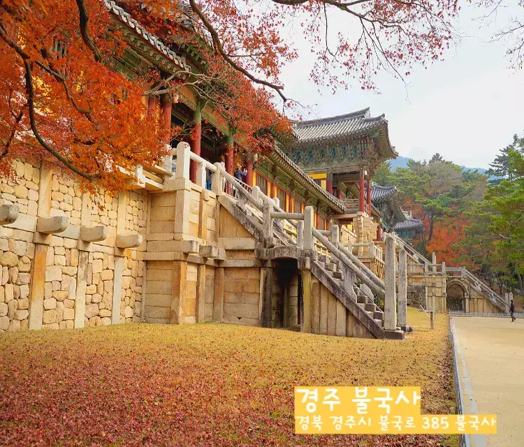 경주 불국사 단풍사진