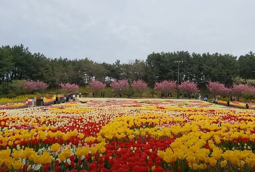 태안튤립축제