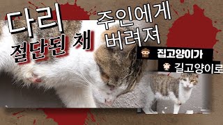 새끼 고양이 목줄 ⭐️ ‘두 눈 파인 유기견’ 이어 대구서 ‘사지 절단된 2
