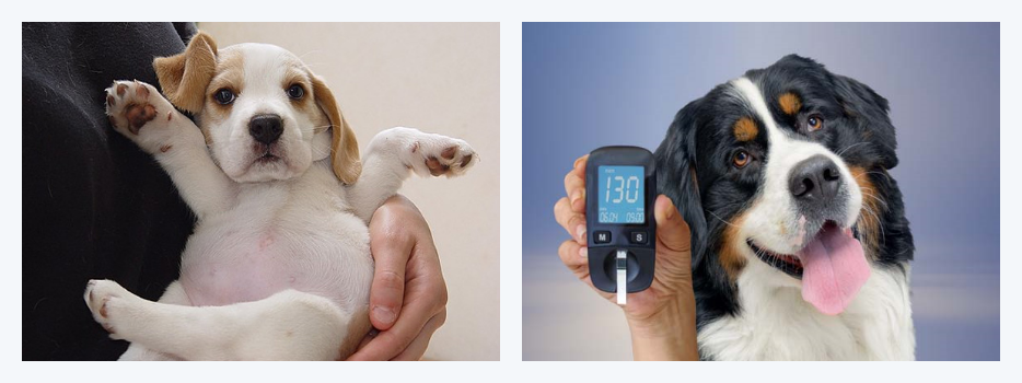 인실리코젠 프로젝트, 비만 강아지, 강아지 당뇨