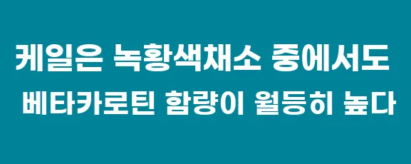 케일은 녹황색채소 중에서도 베타카로틴 함량이 월등히 높다