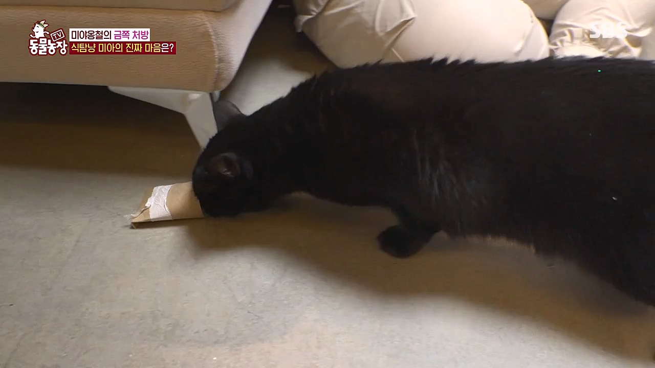TV 동물농장.E1138.230918p-NEXT.mp4_20230917_174241.778.jpg