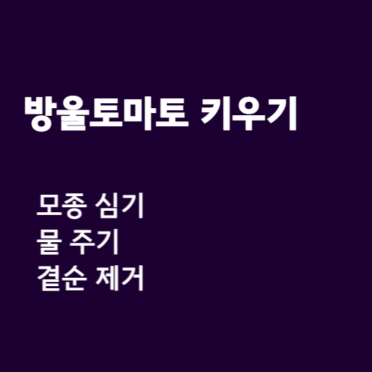  방울토마토 키우기(모종, 물 주기, 곁순 제거) 후기 및 정보 공유