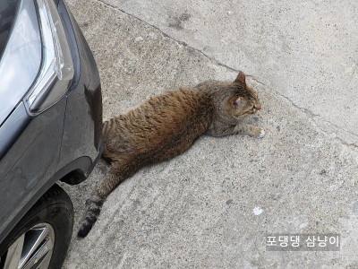 현관-앞에서-기다리는-고양이.