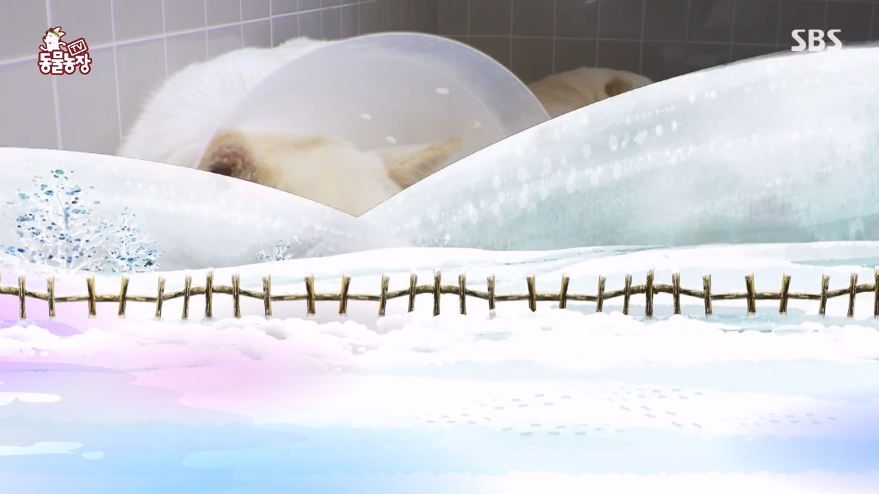 TV 동물농장.E1155.240122p-NEXT.mp4_20240121_145933.089.jpg