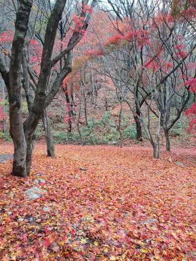 내장산 자연관찰로3