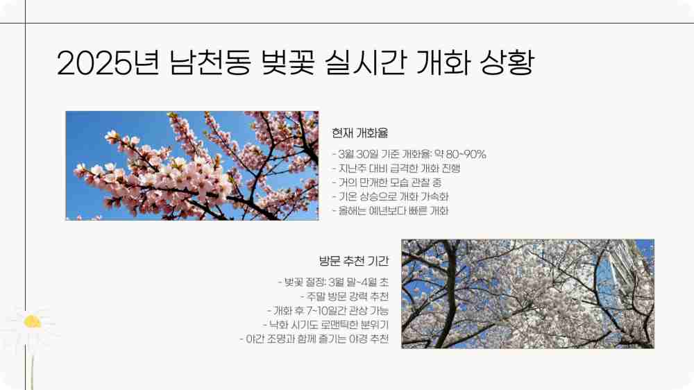 부산 남천동 벚꽃 개화상황 cctv 확인하기