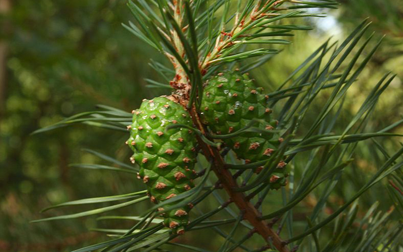 pine-파인-아로마에센셜오일-추출원료-침엽-솔방울-pine-학명-pinus-sylvestris