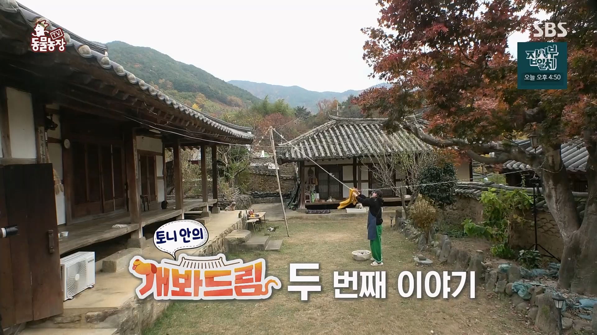 TV 동물농장.E1103.230108p.H264-F1RST.mp4_20230108_174639.304.jpg